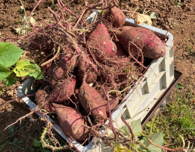 0027farming-pruning00