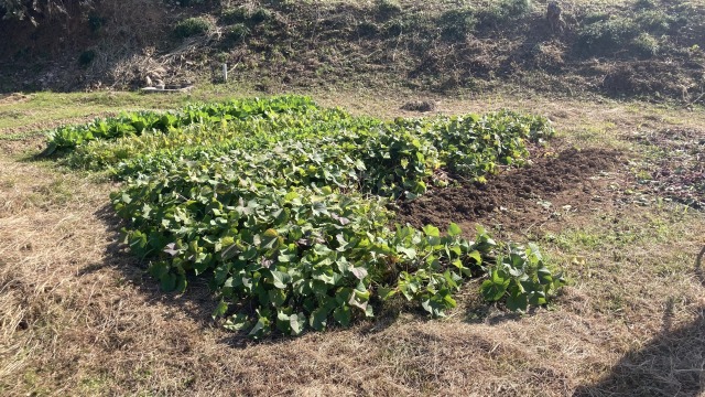 0027farming-pruning01