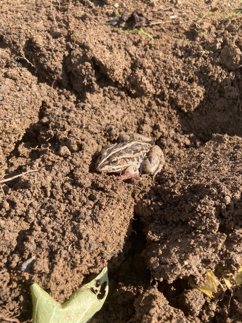 0027farming-pruning02