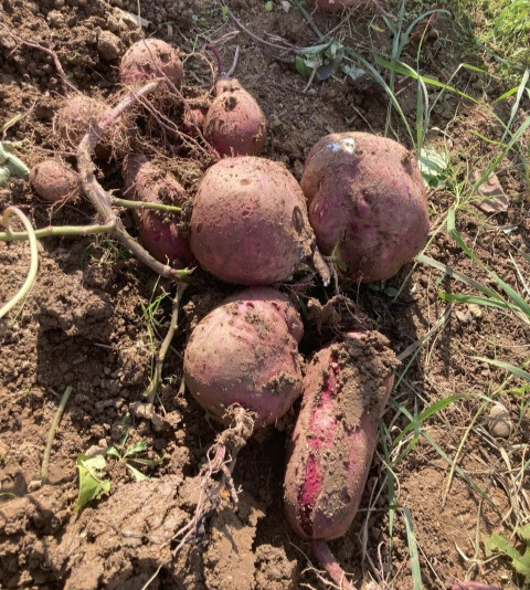 0027farming-pruning03