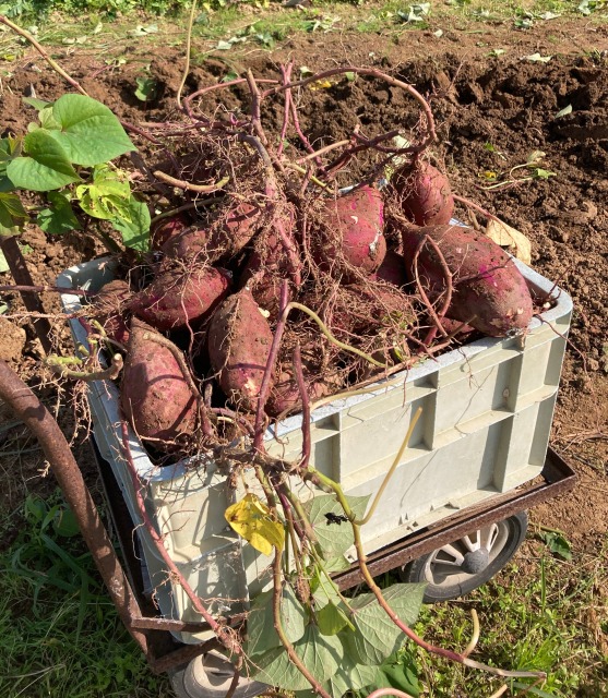 0027farming-pruning04