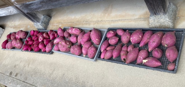 0027farming-pruning05