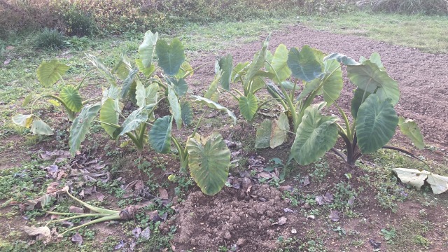 0027farming-pruning06