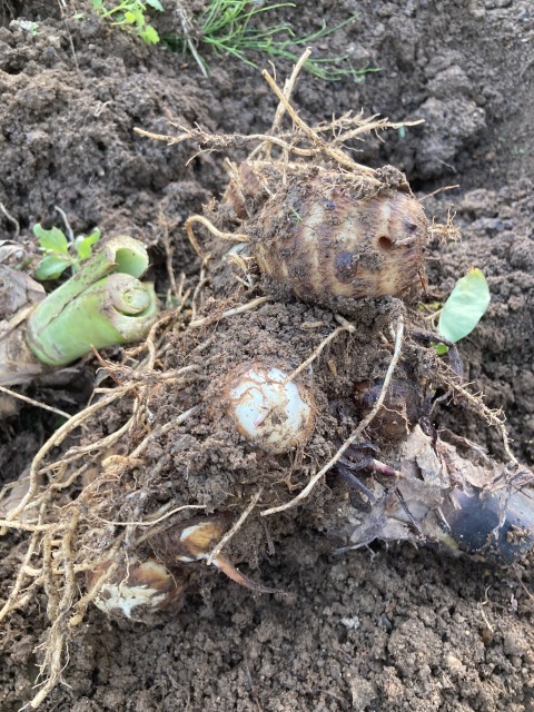 0027farming-pruning07