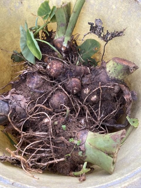 0027farming-pruning08