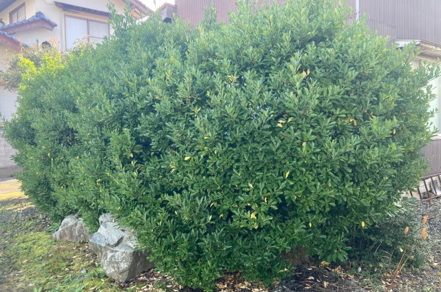 0027farming-pruning13