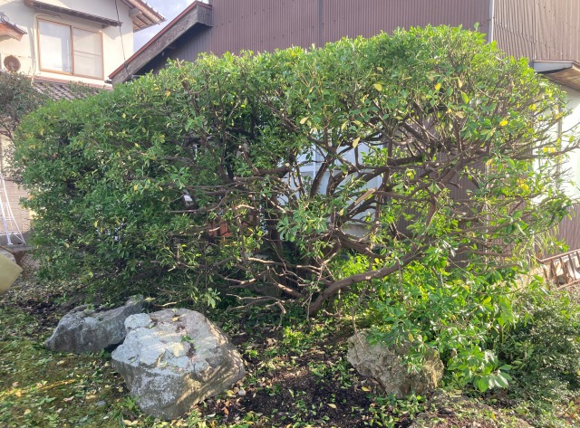 0027farming-pruning14