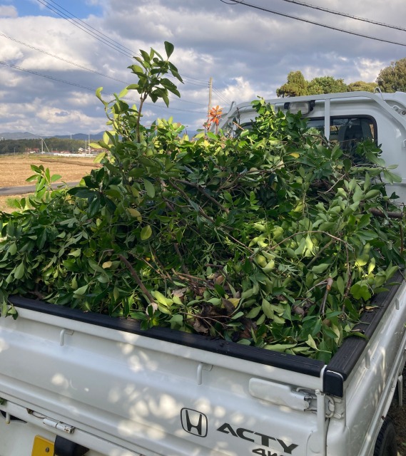 0027farming-pruning15