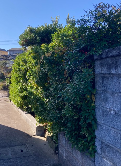 0027farming-pruning16