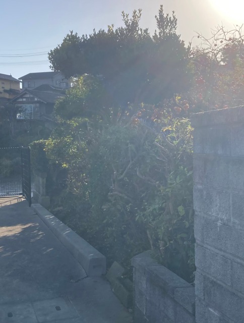 0027farming-pruning17