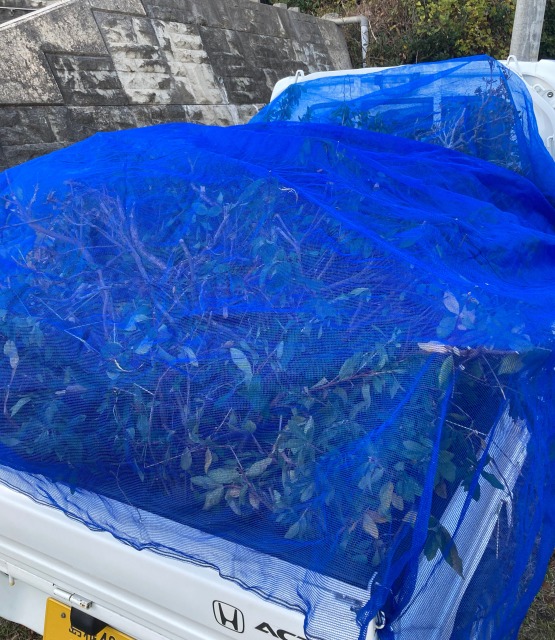 0027farming-pruning18